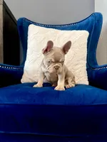 Stevano, a male French Bulldog for sale in Mesquite, TX – 3 of 5