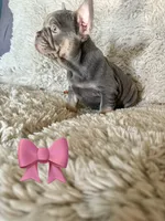 Gorgeous , a male French Bulldog for sale in Mesquite, TX – 3 of 6