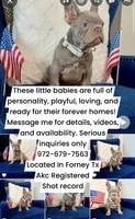 Stevano, a male French Bulldog for sale in Mesquite, TX – 4 of 5