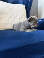 Dior, a female French Bulldog for sale in Mesquite, TX – 7 of 8