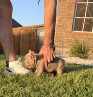 New shade, a male French Bulldog for sale in Mesquite, TX – 5 of 9