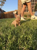 New shade, a male French Bulldog for sale in Mesquite, TX – 4 of 9