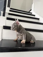 French, a male French Bulldog for sale in Mesquite, TX – 3 of 4