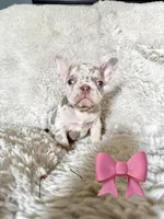 Gorgeous , a male French Bulldog for sale in Mesquite, TX – 1 of 6