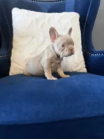 French, a female French Bulldog for sale in Mesquite, TX – 1 of 3