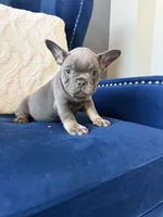Dior, a female French Bulldog for sale in Mesquite, TX – 5 of 8