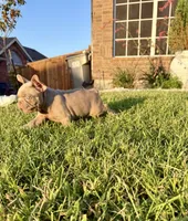 New shade, a male French Bulldog for sale in Mesquite, TX – 3 of 9