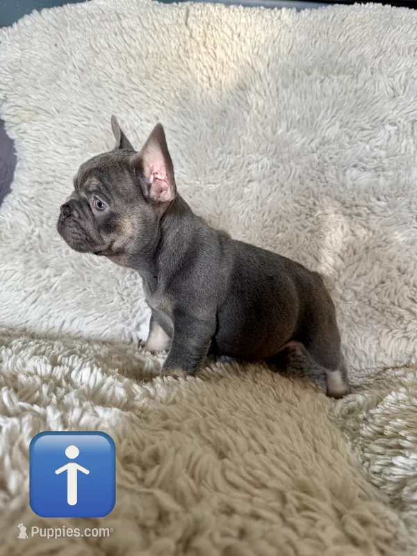 Gorgeous  – French Bulldog puppy for sale in Mesquite, TX