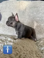 Gorgeous , a male French Bulldog for sale in Mesquite, TX – 4 of 6