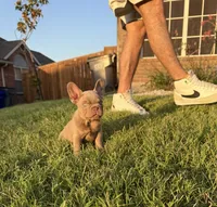 New shade, a male French Bulldog for sale in Mesquite, TX – 6 of 9