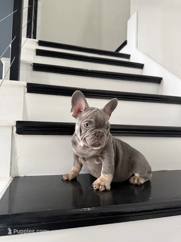 French – French Bulldog puppy for sale in Mesquite, TX