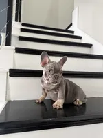 French, a male French Bulldog for sale in Mesquite, TX – 1 of 4