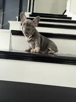 French, a male French Bulldog for sale in Mesquite, TX – 2 of 4