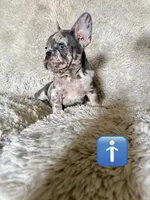 Gorgeous , a male French Bulldog for sale in Mesquite, TX – 2 of 6