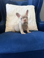 French, a female French Bulldog for sale in Mesquite, TX – 3 of 3