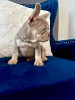Stevano, a male French Bulldog for sale in Mesquite, TX – 1 of 5