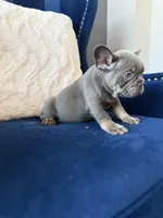 Dior, a female French Bulldog for sale in Mesquite, TX – 4 of 8