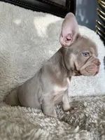 London, a female French Bulldog for sale in Mesquite, TX – 5 of 7