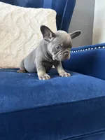 Dior, a female French Bulldog for sale in Mesquite, TX – 3 of 8