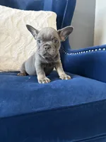 Dior, a female French Bulldog for sale in Mesquite, TX – 2 of 8