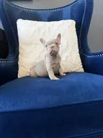 London, a female French Bulldog for sale in Mesquite, TX – 7 of 7