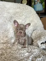 London, a female French Bulldog for sale in Mesquite, TX – 2 of 7