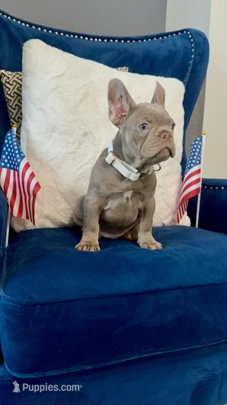 Dorian – French Bulldog puppy for sale in Mesquite, TX