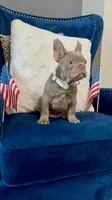 Dorian, a male French Bulldog for sale in Mesquite, TX – 1 of 4