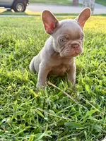New shade, a male French Bulldog for sale in Mesquite, TX – 7 of 9