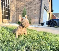 New shade, a male French Bulldog for sale in Mesquite, TX – 2 of 9