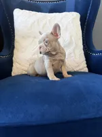 French, a female French Bulldog for sale in Mesquite, TX – 2 of 3