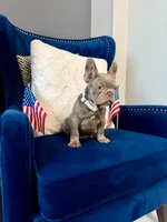 Dorian, a male French Bulldog for sale in Mesquite, TX – 3 of 4