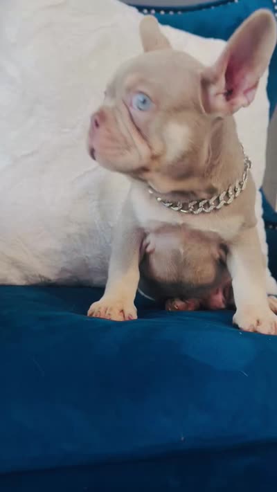 Stevano, a male French Bulldog for sale in Mesquite, TX – 5 of 5
