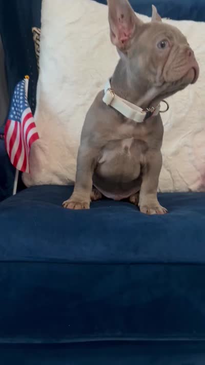 Dorian, a male French Bulldog for sale in Mesquite, TX – 4 of 4