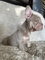 London, a female French Bulldog for sale in Mesquite, TX – 3 of 7
