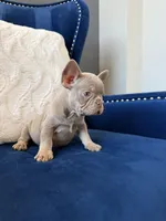 Frenchie, a male French Bulldog for sale in Mesquite, TX – Photo 3 of 9