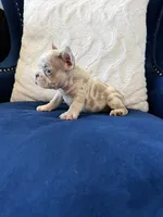 Frenchie, a male French Bulldog for sale in Mesquite, TX – Photo 4 of 9