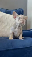 Frenchie, a male French Bulldog for sale in Mesquite, TX – Photo 2 of 9