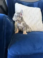 Frenchie, a male French Bulldog for sale in Mesquite, TX – Photo 5 of 9