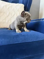 Frenchie, a male French Bulldog for sale in Mesquite, TX – Photo 9 of 9