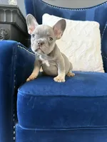 Frenchie, a male French Bulldog for sale in Mesquite, TX – Photo 8 of 9