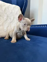 Frenchie, a male French Bulldog for sale in Mesquite, TX – Photo 1 of 9