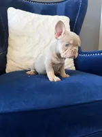 Frenchie, a male French Bulldog for sale in Mesquite, TX – Photo 7 of 9