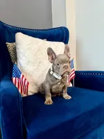Dorian, a male French Bulldog for sale in Mesquite, TX – 2 of 4