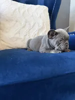 Dior, a female French Bulldog for sale in Mesquite, TX – 6 of 8
