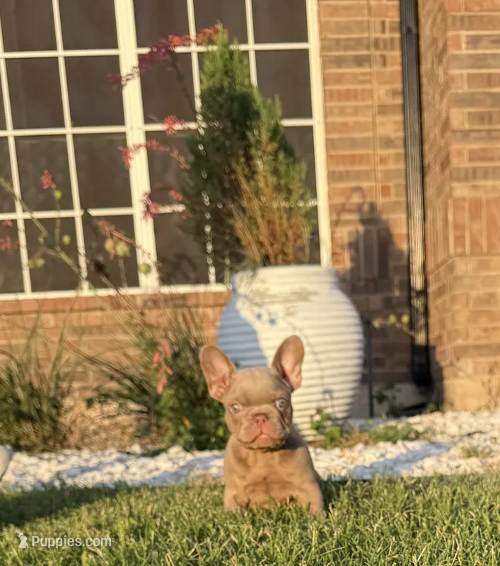 New shade – French Bulldog puppy for sale in Mesquite, TX