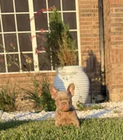 New shade, a male French Bulldog for sale in Mesquite, TX – 1 of 9