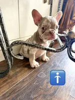 Gorgeous , a male French Bulldog for sale in Mesquite, TX – 6 of 6