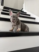 French, a male French Bulldog for sale in Mesquite, TX – 4 of 4