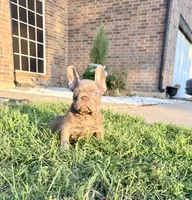 New shade, a male French Bulldog for sale in Mesquite, TX – 8 of 9